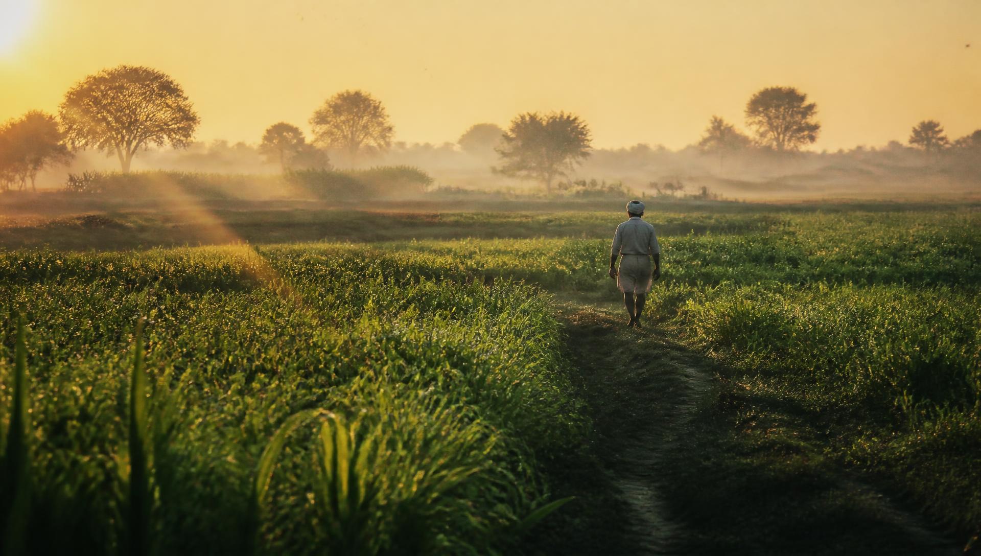 Indian farmland at sunrise with a farmer walking between crop rows
